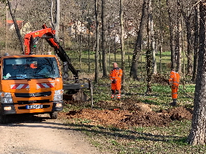 Baumpflanzungen im Park